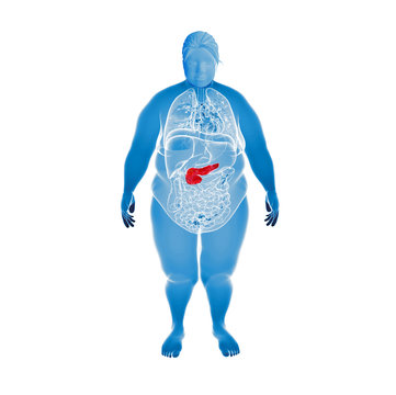 3d rendered illustration of the overweight female pancreas