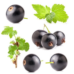 Canvas Print - Collections of Black currant isolated on white background