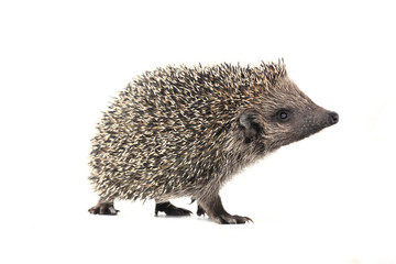 Poster - hedgehog