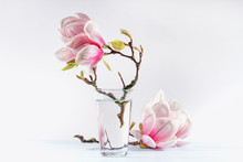 Still Life With Blooming Magnolia