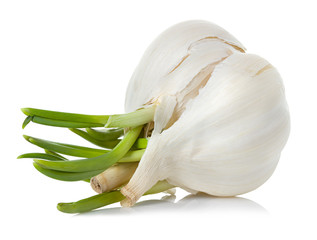 garlic