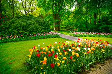 Garden In Keukenhof, Tulip Flowers And Trees. Netherlands