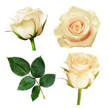 Set Of White Rose Flowers