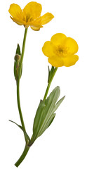 Sticker - yellow buttercup flowers illustration