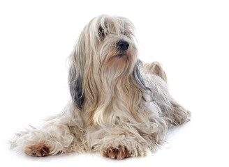 Wall Mural - Tibetan terrier