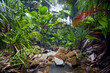 Jungle Landscape