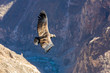 Flying condor over Colca canyon,Peru,South America