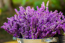 Bucket With Lavender