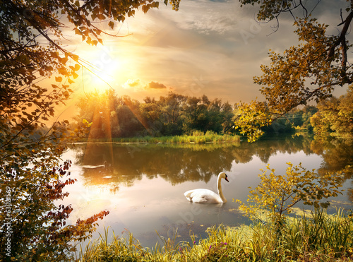 Naklejka ścienna Swan on the pond