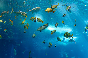 colorful fishes