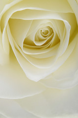 Fotomurales - Close up of white rose heart