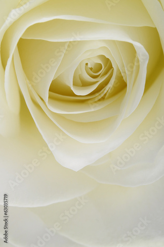 Obraz w ramie Close up of white rose heart