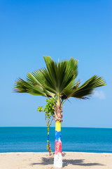 Wall Mural - Small Palm Tree