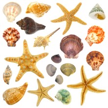 Large Assortment Of Sea Shells Individually Isolated On White