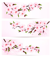 Aufkleber - Three sakura branch banners. Vector.
