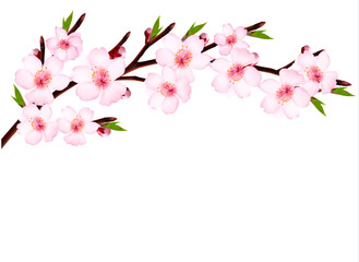 Poster - Spring background of a blossoming tree branch with spring flower