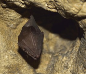 Wall Mural - Greater horseshoe bat( Rhinolophus ferrumequinum)