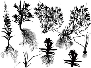 Wall Mural - set of eight wild herbs silhouettes isolated on white