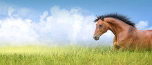 Red Horse In High Summer Grass Against  Sky, Banner