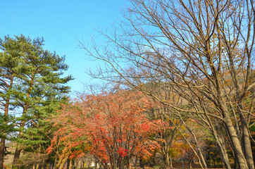 autumn leaves , Beautiful time the season change colour of trees