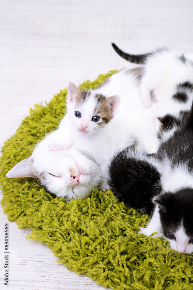 Cute mother cat and little kittens