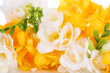Beautiful freesia flowers, close up