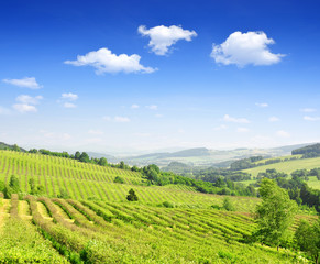 Wall Mural - Spring landscape in the national park Sumava - Czech Republic