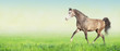 horse running trot on green summer meadow, banner