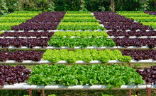 Organic Hydroponic Vegetable Cultivation Farm