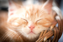 Closeup Face Of A Sleeping Kitten - Shallow D.o.f.
