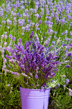 Metal Bucket With Lavender