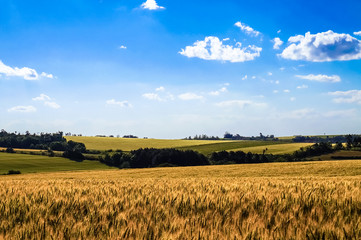 Wheat Fields