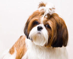 Wall Mural - Shih Tzu dog in studio on a white background