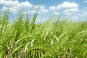 green wheat field and blue sky spring landscape