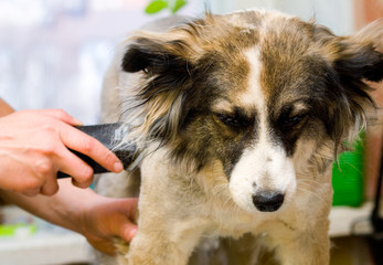 Wall Mural - Grooming dog