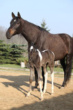 Fototapeta Konie - Nice brown mare with its piebald foal
