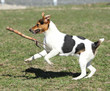 © Zuzana Tillerova - Gorgeous Parson Russell terrier running
