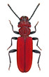 Cucujus cinnaberinus, a rare and endangered European beetle