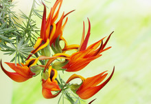 Exotic Fiery Orange Flower