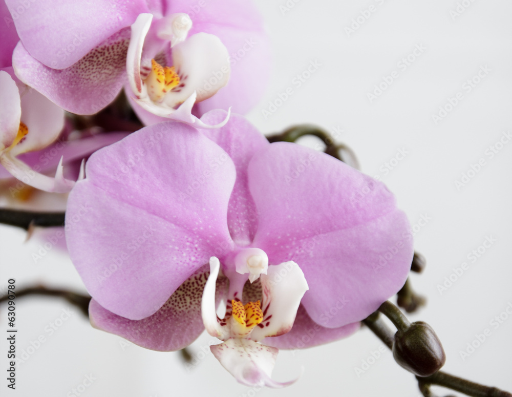 jasnorozowa-orchidea