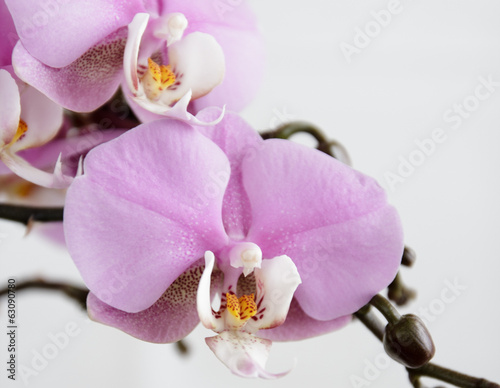 Naklejka na kafelki orchid 2