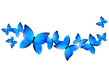 Blue Butterflies Border For Your Design