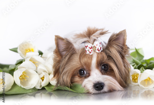 Nowoczesny obraz na płótnie Biewer Terrier york and white tulips