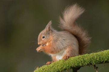 Wall Mural - red squirrel