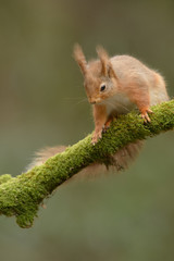 Wall Mural - red squirrel