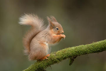 Wall Mural - red squirrel
