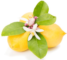 Lemons And Blossom