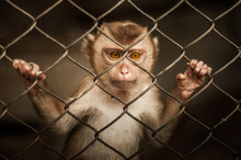 Poor Monkey In The Cage