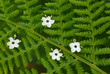 green ferns and white flowers