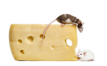 Mouse Perched On Top Of A Big Piece Of Cheese, Looking Down